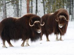 Photo: Krista Prochazka