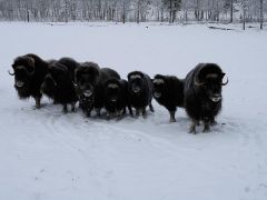 Photo: Krista Prochazka