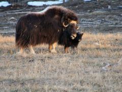 Photo: Krista Prochazka