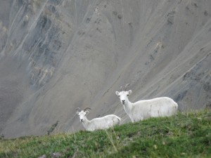 Wildliefe Viewing at Sheep Mountain in Kluane National Park