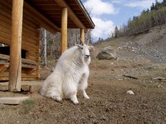 Northern mountain Goat Yukon Canada