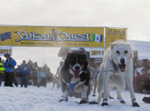 Yukon Quest Sled Dog Race Start in Whitehorse