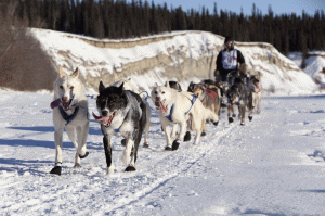 2015 yukon Quest International Sled DOg Race