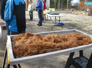 Alpaca wool after the shearing