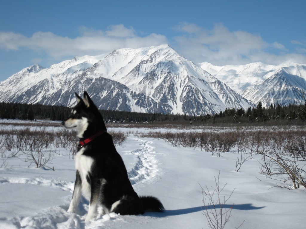 Kluane national Park in the winter - Wilderness Yukon
