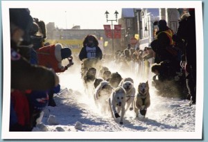 Team at a Yukon Quest International Dog Sled Race