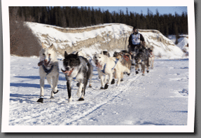 dog team on the Yukon Quest 1000 Mile International Sled Dog Race
